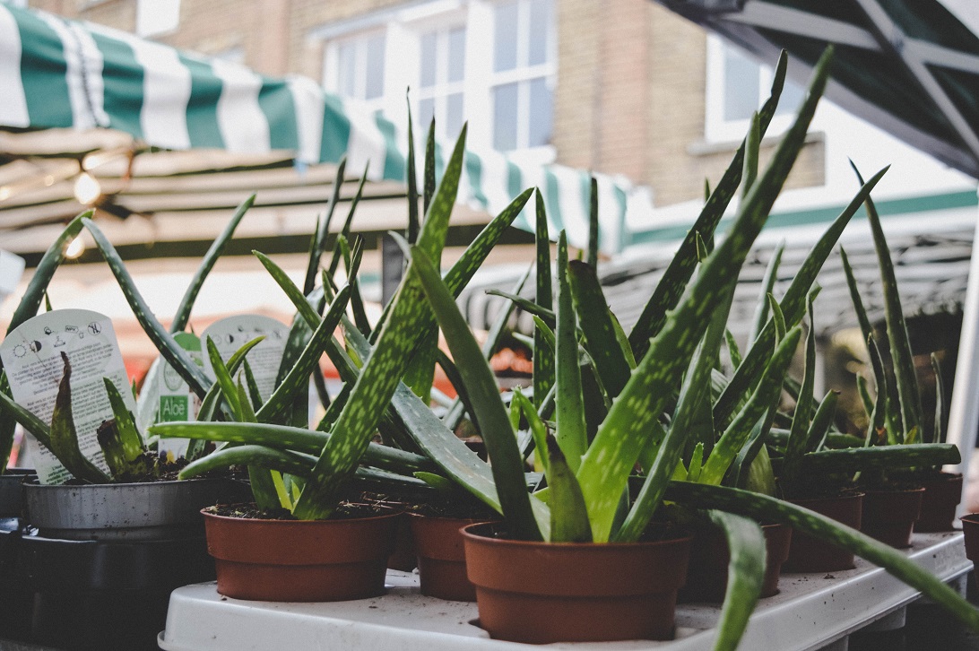 Aloe Vera as a medicine