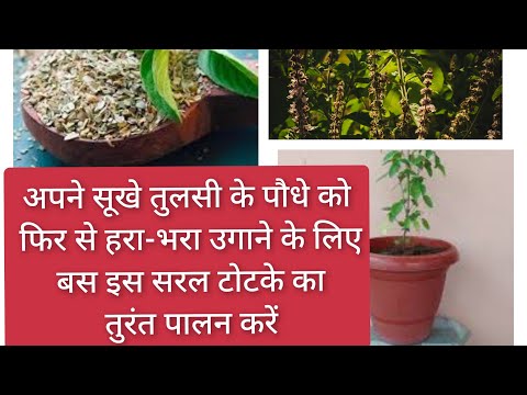 grow green your tulsi plant tips