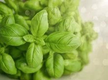 basil-leaves