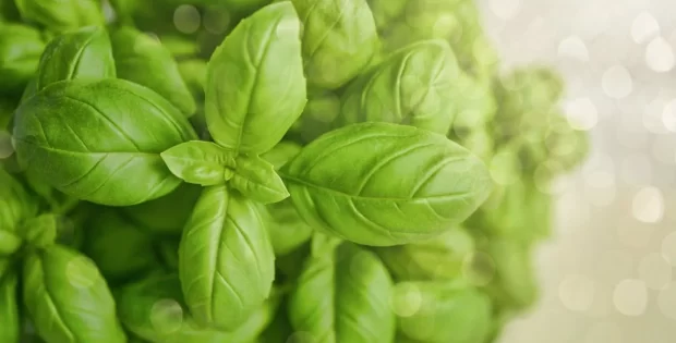 basil-leaves